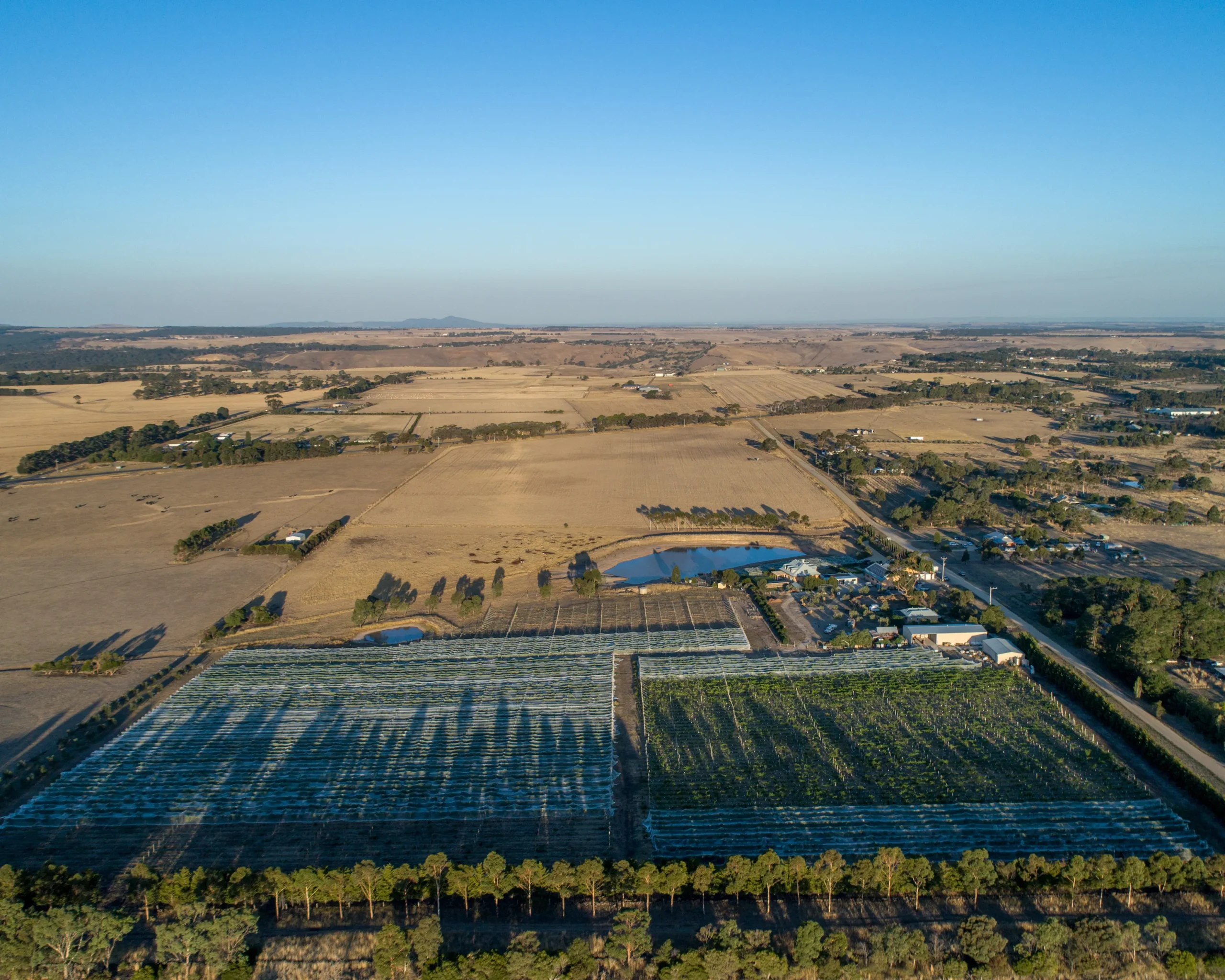 Lethbridge Estate Vineyard