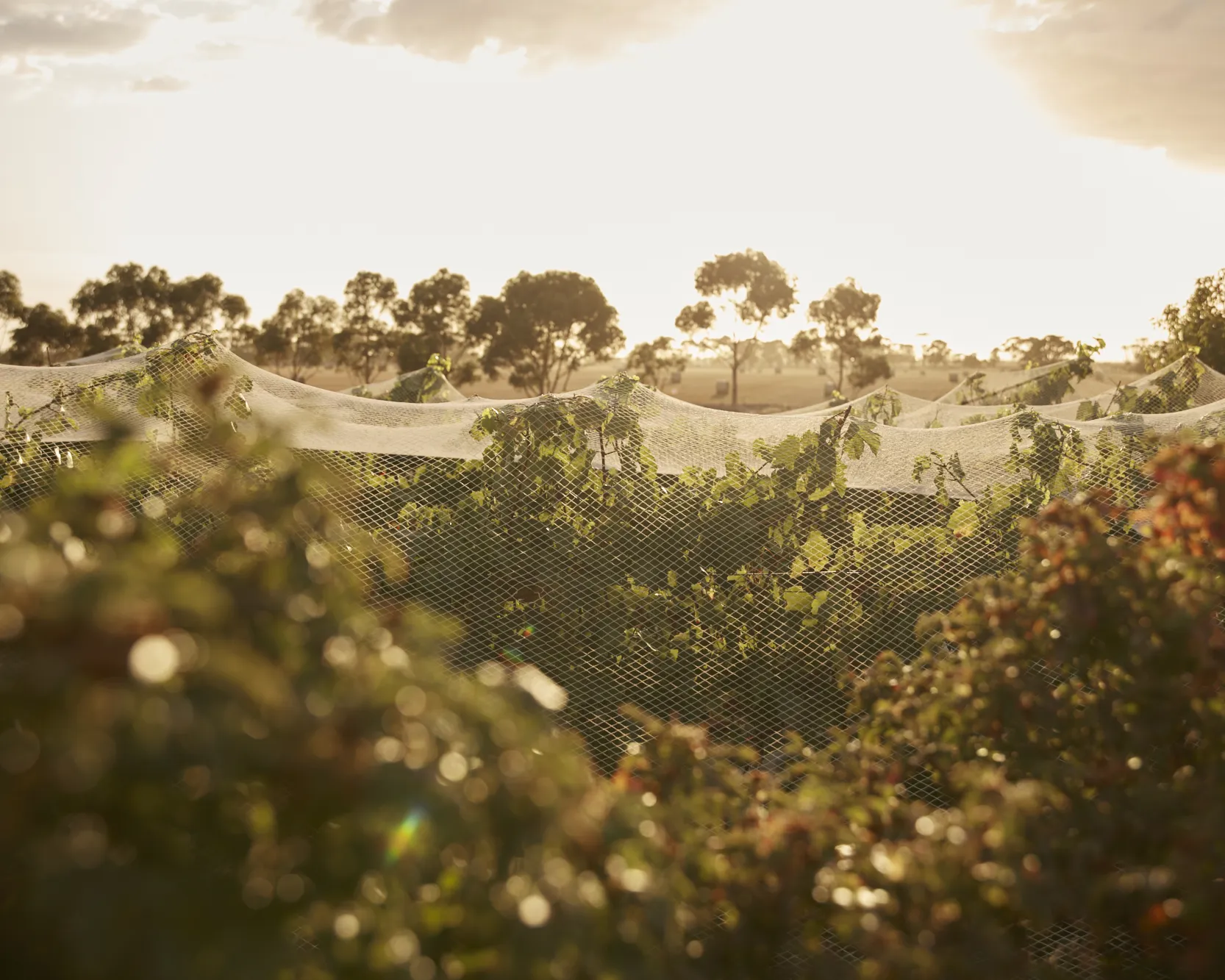 Rebenberg Vineyard